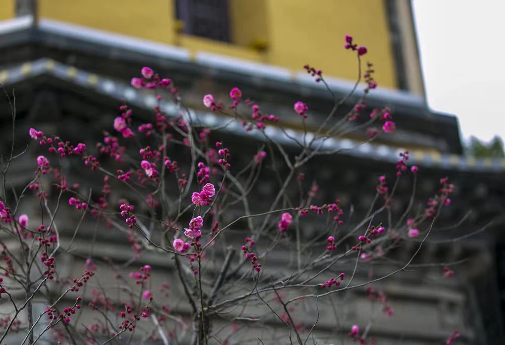 Zhenjiangcity's tweet photo. Mount Baota Park in #Zhenjiang, located by the ancient canal, was built in April 1994, as the witness of Sino-Japanese friendship. The park is full of plum and cherry blossoms. The rainy season has just passed, nearly 1,000 plum blossoms are waiting for tourists. #ViewofZhenjiang https://t.co/3xgmGx7I5y