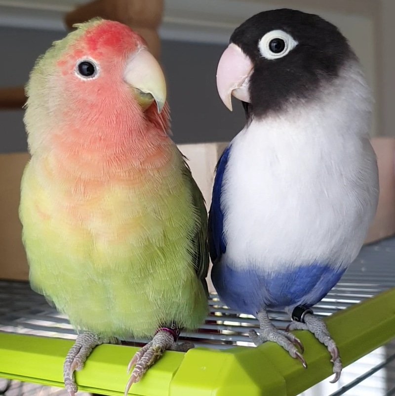 💙Pico &amp; Kiwi🥝 #lovebirds #lovebirdsoftwitter #agapornis #cutebirds #love #birds #pets #petslove #birdlover #birdie #cuteanimals