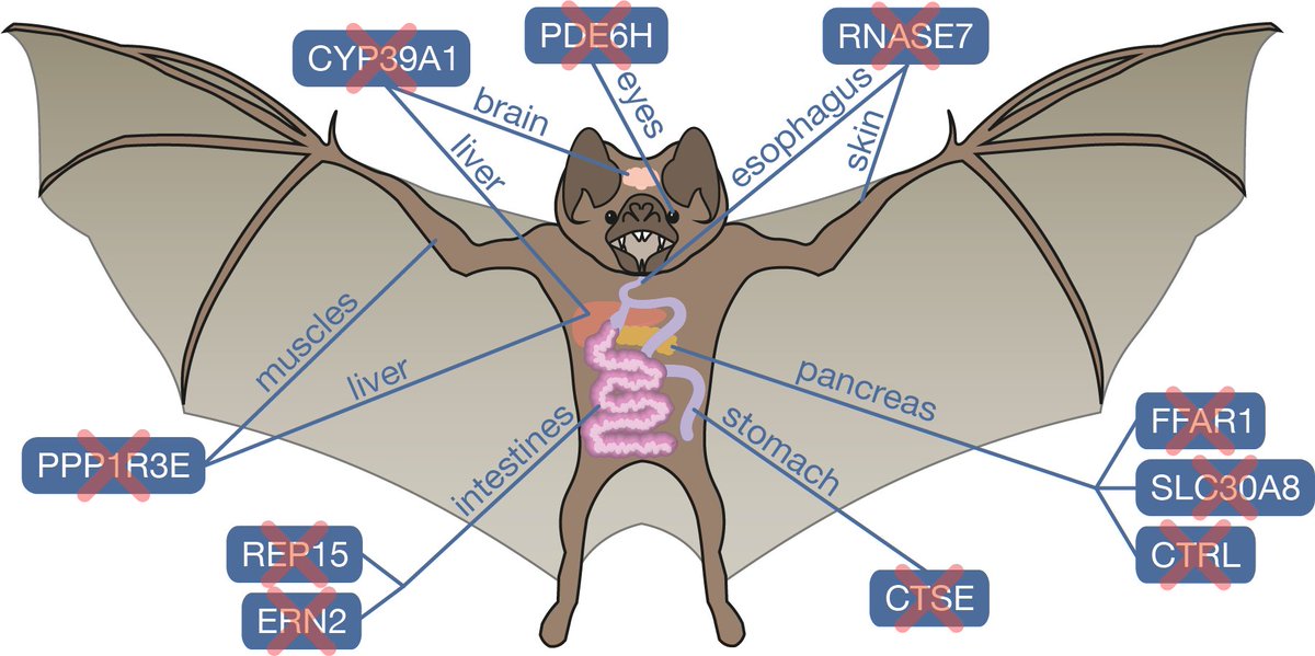 hillermich's tweet photo. Very excited that our study on gene losses in vampire #bats is out https://t.co/JEvciisE7b. Huge thanks to @MoritzBlumer &amp; many colleagues. @LOEWE_TBG @senckenberg @goetheuni @mpicbg @csbdresden. [Thread below] https://t.co/Jq0R9EairR