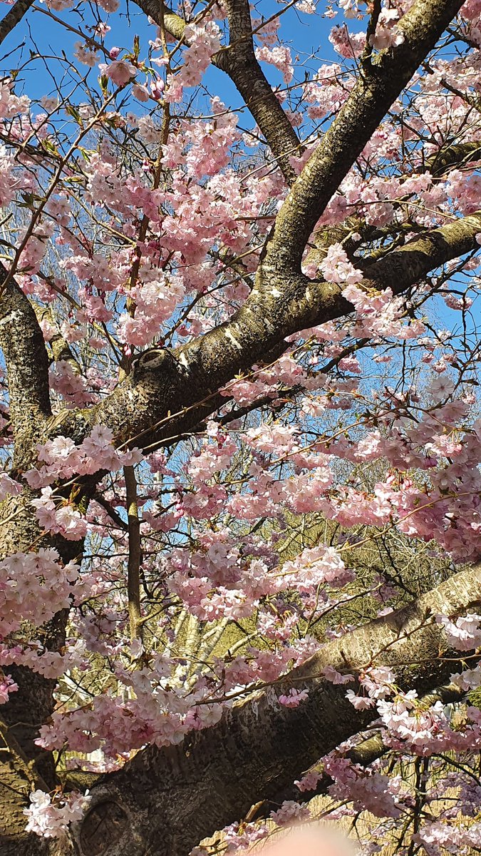 Marionreiber's tweet photo. Wat een mooie bloesembomen @hortusharen 🌸💗🌸 @Bloeiers @rtvnoord @MRTfotografie @Natuurmonument @NatuurfotoNL  🌸🌸🌸 https://t.co/u3b0EgGEfg