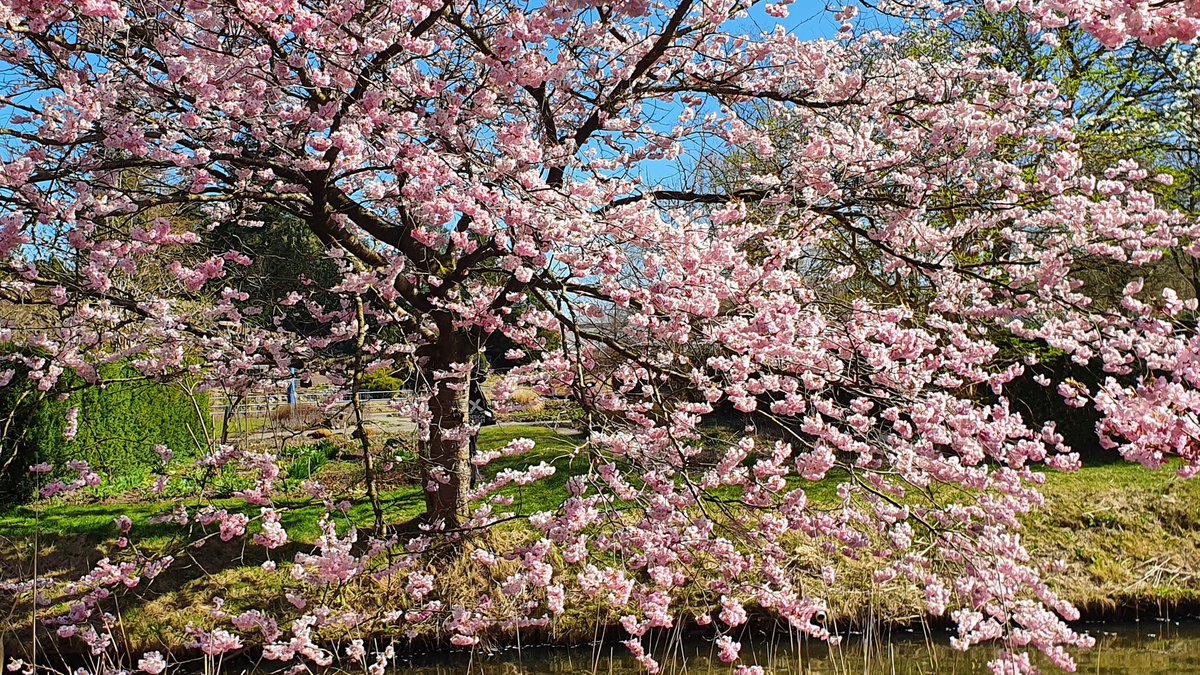 Marionreiber's tweet photo. Wat een mooie bloesembomen @hortusharen 🌸💗🌸 @Bloeiers @rtvnoord @MRTfotografie @Natuurmonument @NatuurfotoNL  🌸🌸🌸 https://t.co/u3b0EgGEfg
