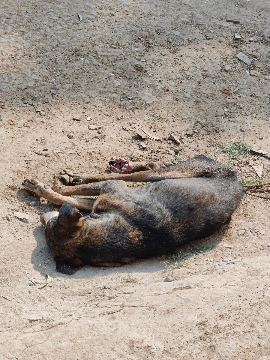 iamsk78's tweet photo. I saw this dog in lohiya Nagar kankarbagh Patna. Don't know where to inform please help. @cityofpatna https://t.co/OpUcxvwA9u
