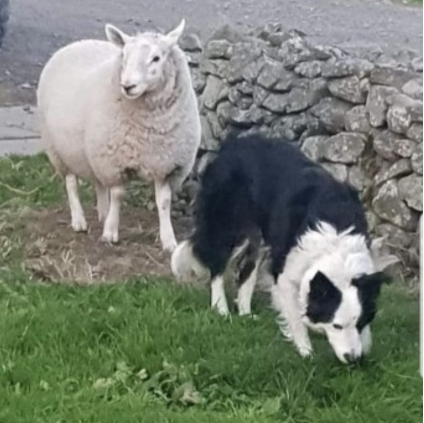 rosiedoc666's tweet photo. FLOSS missing while gathering in #Auchnafree area #Perthshire 25/3/22 #SCOTLAND #PH8 
LAST SEEN NEAR GARROWS #Amulree (26/3/22) 
Female/adult #BorderCollie. Blk&amp;wh 1 eye blue/other brown
CHIPPED 
Friendly…may be a bit nervous of people she doesn’t know 

https://t.co/bs4PJK195T https://t.co/d3hyyKj0wl