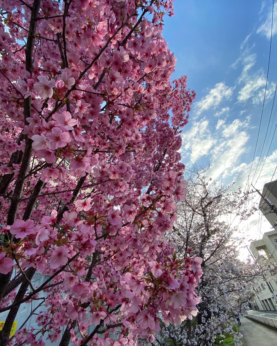 blue515Y's tweet photo. 春が来た今朝の風景
#springcome https://t.co/2T2tOmRO02