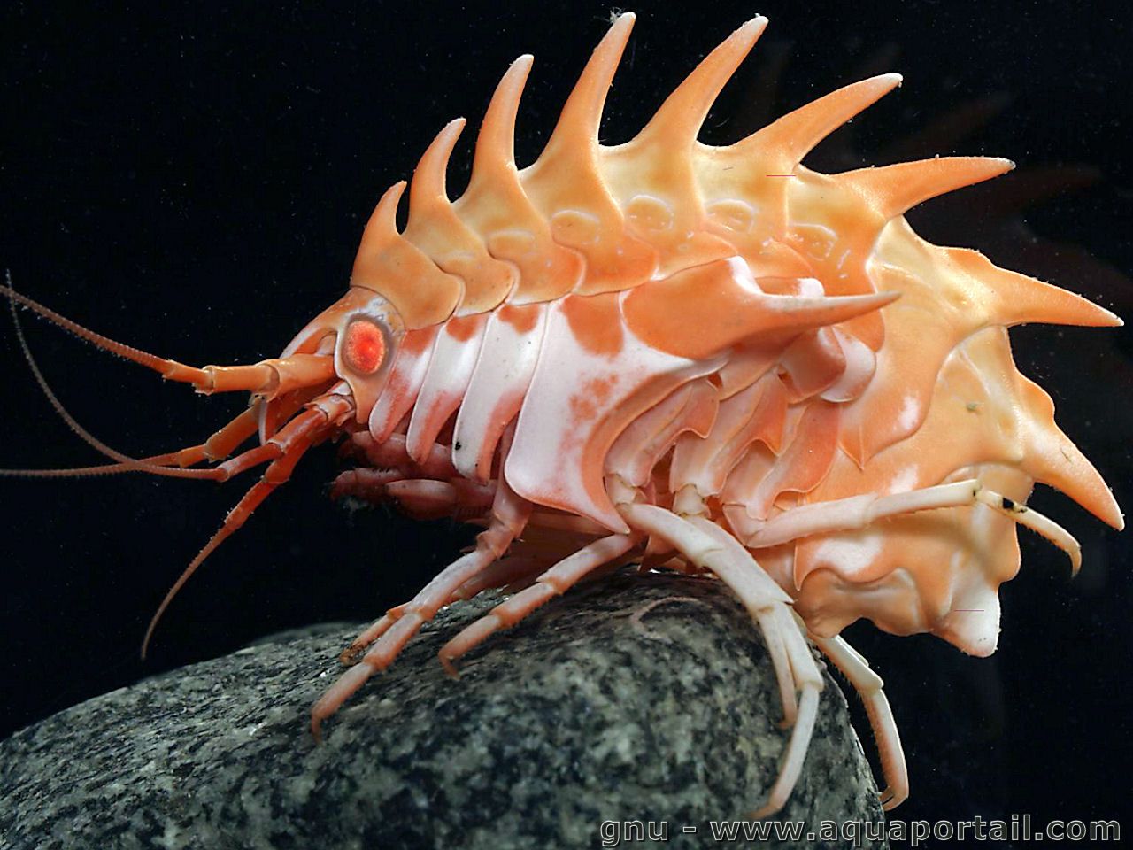 Weird Animals on Twitter: Weird Animals on Twitter: