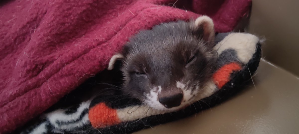 Voodannyn's tweet photo. Hiya peeps, been awhile since I've posted as I've had issues with my Instagram, but an update on the #ferret breeding. The Kraken and Ivar pairing will not be being repeated in the future as Kraken had her kits and smothered them before 3 days old... Thankfully she herself is ok. https://t.co/FMjeiEcnwv