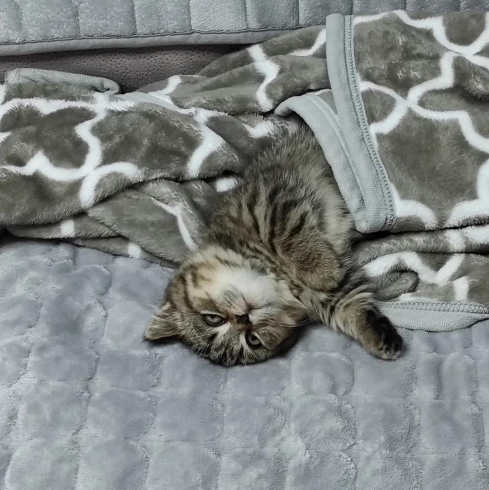 madcatmuseum's tweet photo. https://t.co/zS6usB2idO