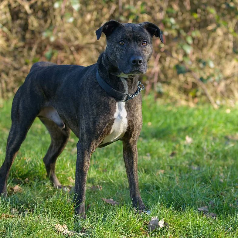 Please retweet to help Joey find a home #CARMARTHENSHIRE #WALES 🏴󠁧󠁢󠁷󠁬󠁳󠁿
Sadly returned to the shelter through no fault of his own. He's aged about 4-5, large, friendly Crossbreed. He cam live with children aged 10+ as the only pet.
DETAILS or APPLY👇
westwalespoundies.org.uk/dogs/joey #dogs