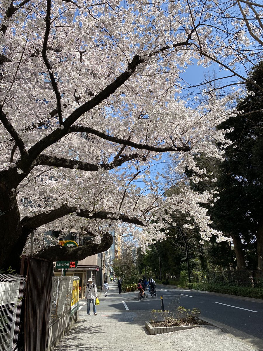 anthrium_'s tweet image. #sakuravibes