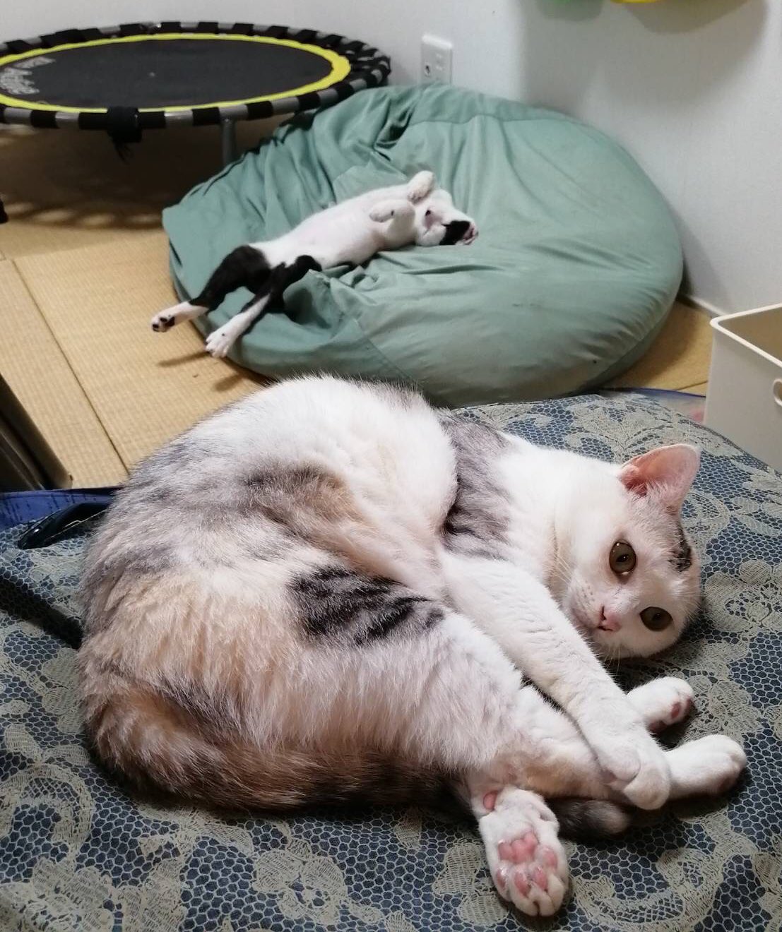猫面白画像 Twitter Search Twitter