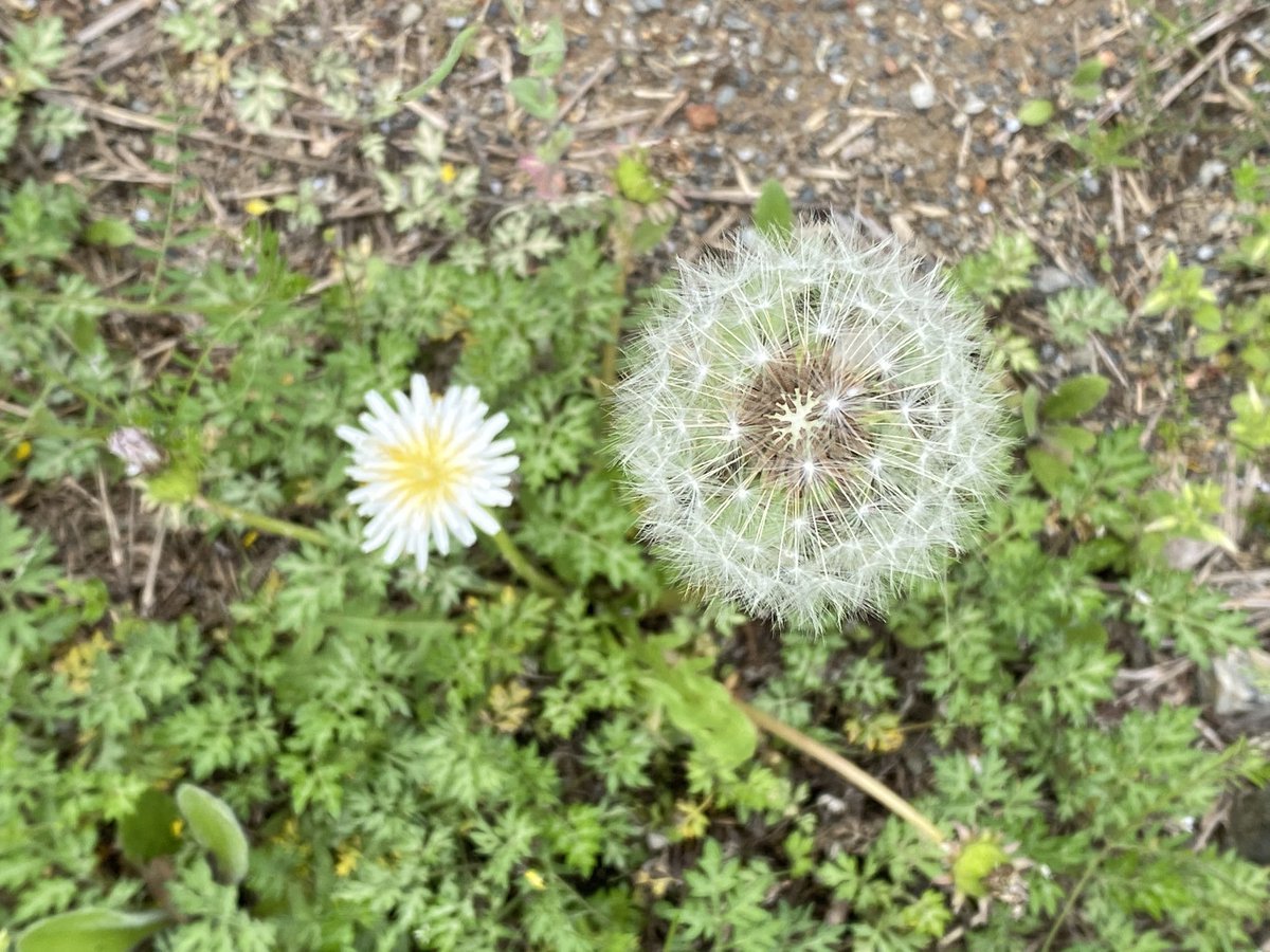 alpo's tweet photo. White Dandelion https://t.co/uJ9Q5TsAgk