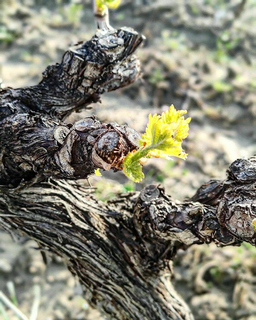 Et ça démarre ! #printemps #debourrement #springshoots #viticulture #vines #nature #buds instagr.am/p/CbpFuzstHBl/