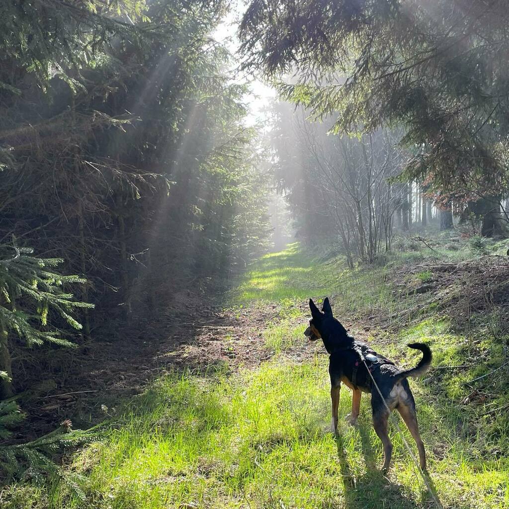 JanaElzaWuyts's tweet photo. Mooie ochtend in het bos.
#eifelexplorers #eifel #bos #nature https://t.co/5gEThqINxg https://t.co/jK67AsE8HZ