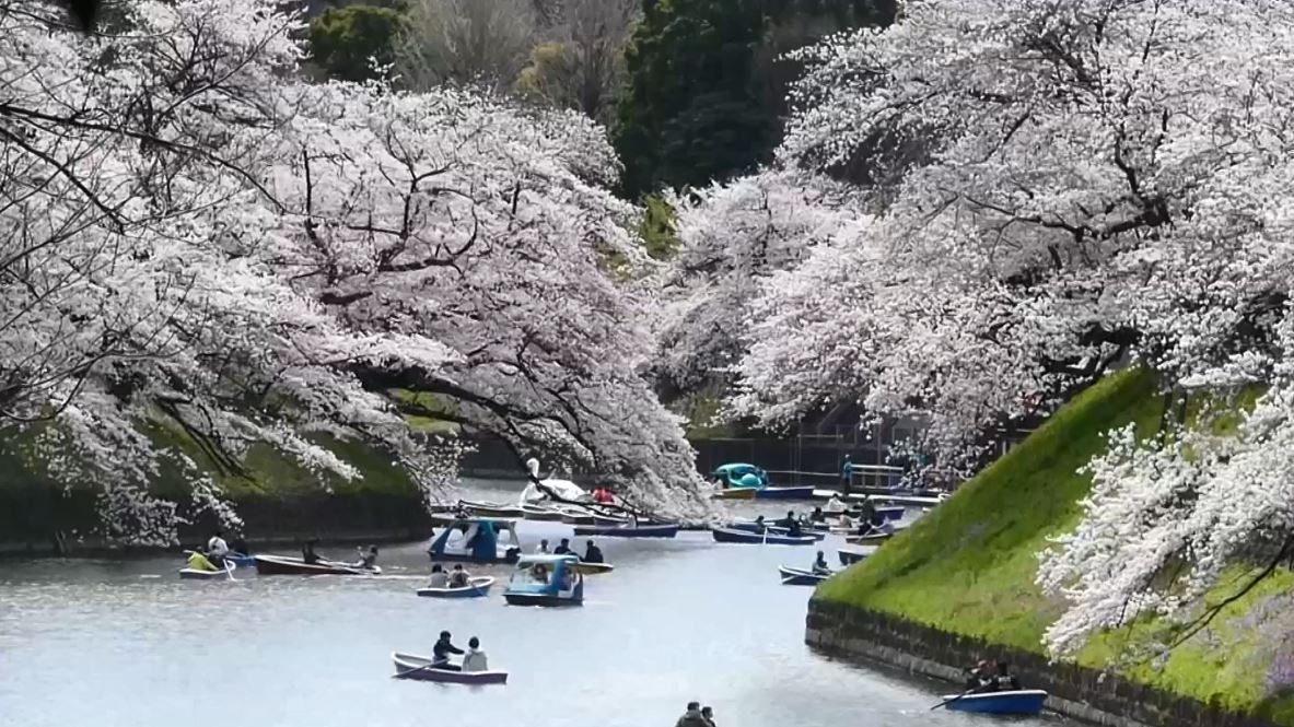 3CatInfo's tweet photo. Sakura, les flors dels cirerers, omplen de blanc els carrers de Tòquio. Un paisatge que en breu el veurem a Catalunya. Et mostrem els llocs emblemàtics del país
https://t.co/7iiyV5KpSa #ElTempsTV3 https://t.co/whqMVQ7Dss