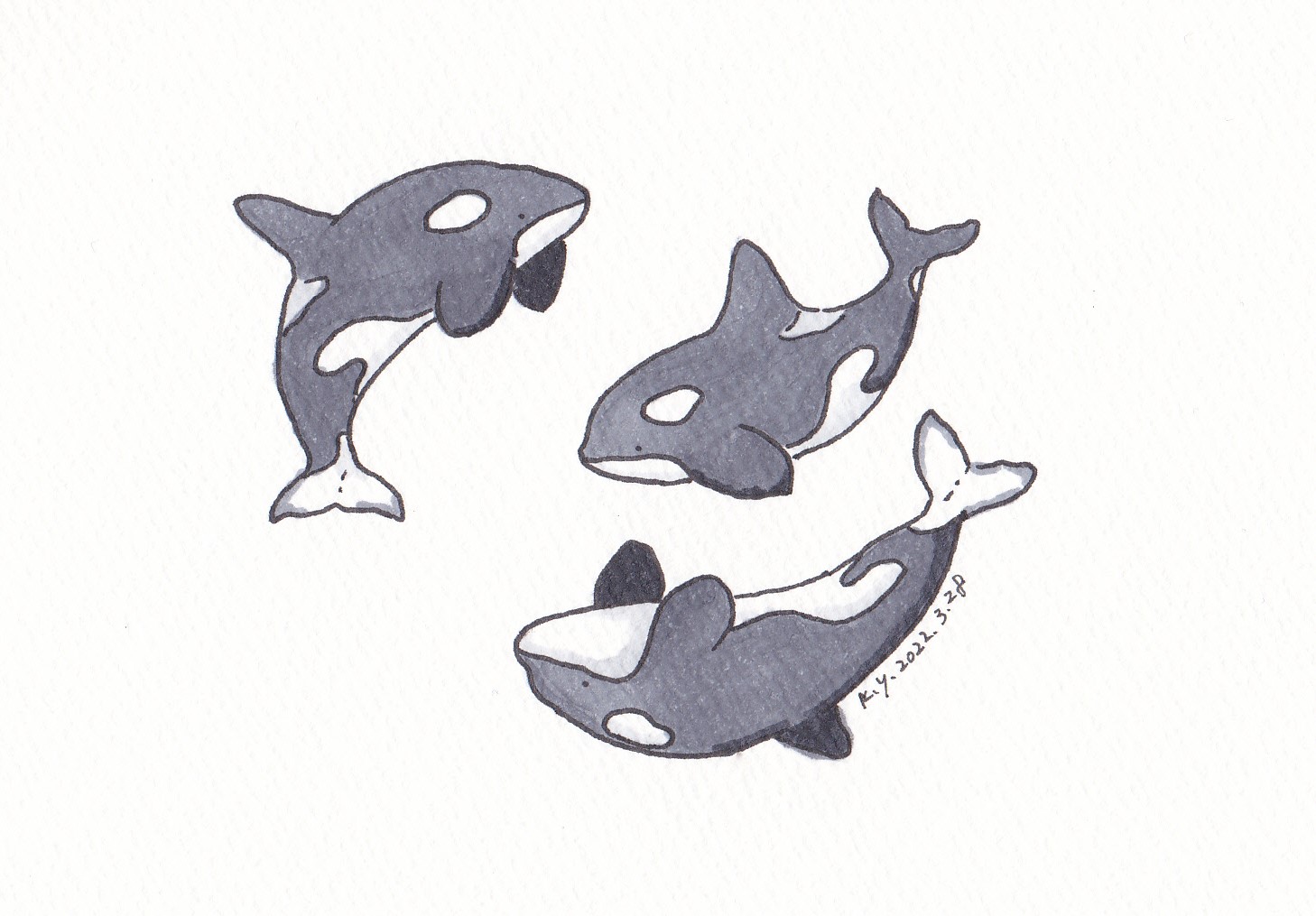 ゆりこうだい 2328 1 シャチ 一日一絵 イラスト 手描きイラスト コピック Copic シャチ 海 Killerwhale Orca T Co Iwpeuvgdwn Twitter