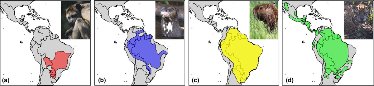 ggarbino's tweet photo. Utilidade mastozoológica: 

Pulicada hoje uma base de dados com o mapa de distribuição atualizado de TODAS as espécies de mamíferos reconhecidas atualmente.

Disponível de grátis em: https://t.co/0hLzWGH1El https://t.co/vKVhJi0mUo