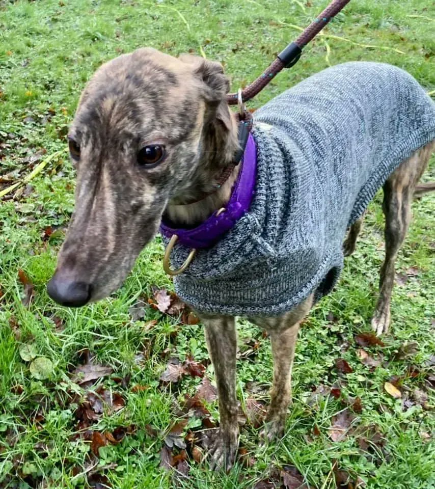 NAME CRYSTAL
AGE 3
BREED GREYHOUND
LOCATION NORTH WALES 
REHOME NATIONWIDE 
Good with other dogs and older children 
Details here
findingfureverhomes.org.uk/dogs/chrystal/