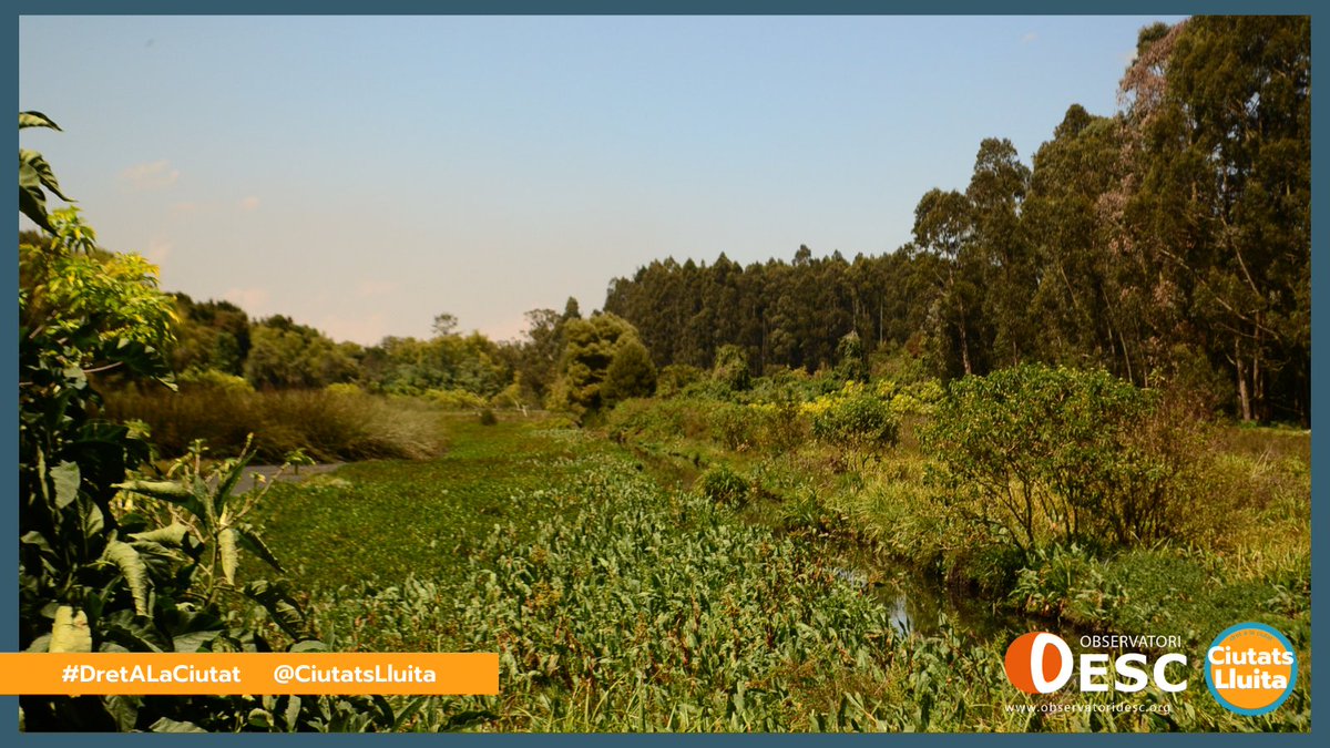 🌿 "La Red Conejera la integren multitud de col·lectives que dinamitzen l'aiguamoll, un pulmó de vida per la ciutat, tant a nivell ambiental com d'organització comunitària" 🫂💜

✨Llegeix la nova història de lluita de Liliana Novoa 🌎⬇️
observatoridesc.org/ca/contaminaci…
#DretALaCiutat