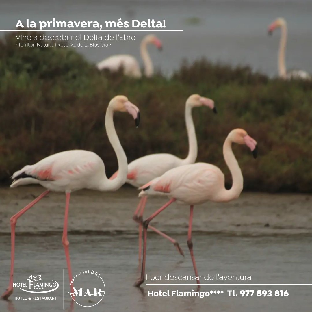 ☀️ A la primavera, més Delta!
I per descansar de l'aventura 
🌐 hotelflamingo.cat
#deltadelebre #lampolla 
📸 @laialma