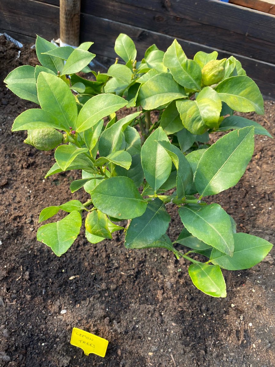 Lovely seeing this thriving lemon tree being grown in Lancashire 😊🍋 🌳 #lemontree #lemons #lancashire