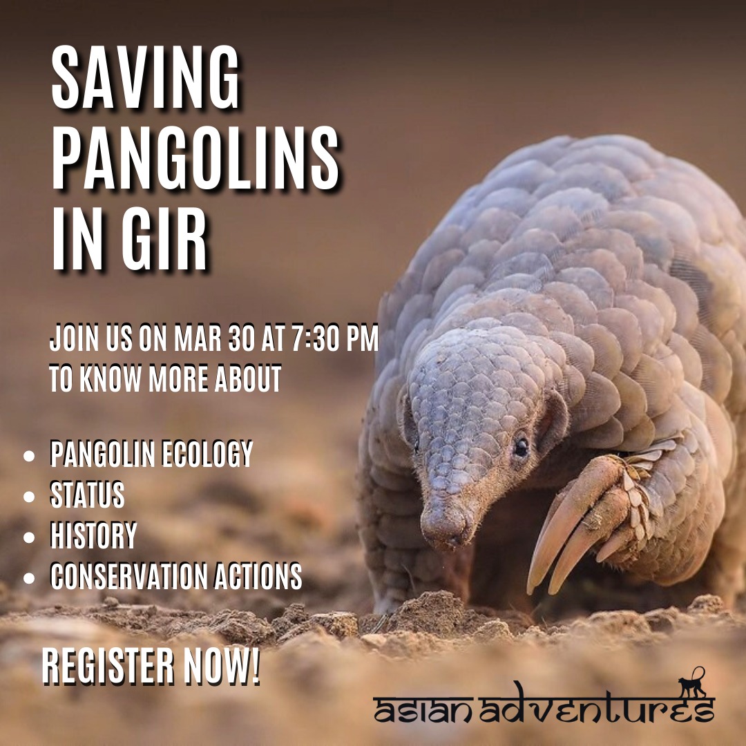 Learn about the ecology and conservation of 'Pangolins in Gir' with Shavez Cheema, Haseeb Shaikh, Gaurav Nalkur, and Mohit Aggarwal, on Wednesday 30th March at 1930hrs (IST).

Click here to register👇
event.webinarjam.com/channel/saving…
#pangolin #wildlife #conservation #pangolinconservation