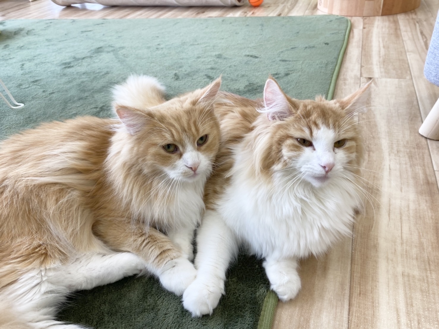 にゃんずはうす 長浜の保護猫カフェ Nyans House Twitter