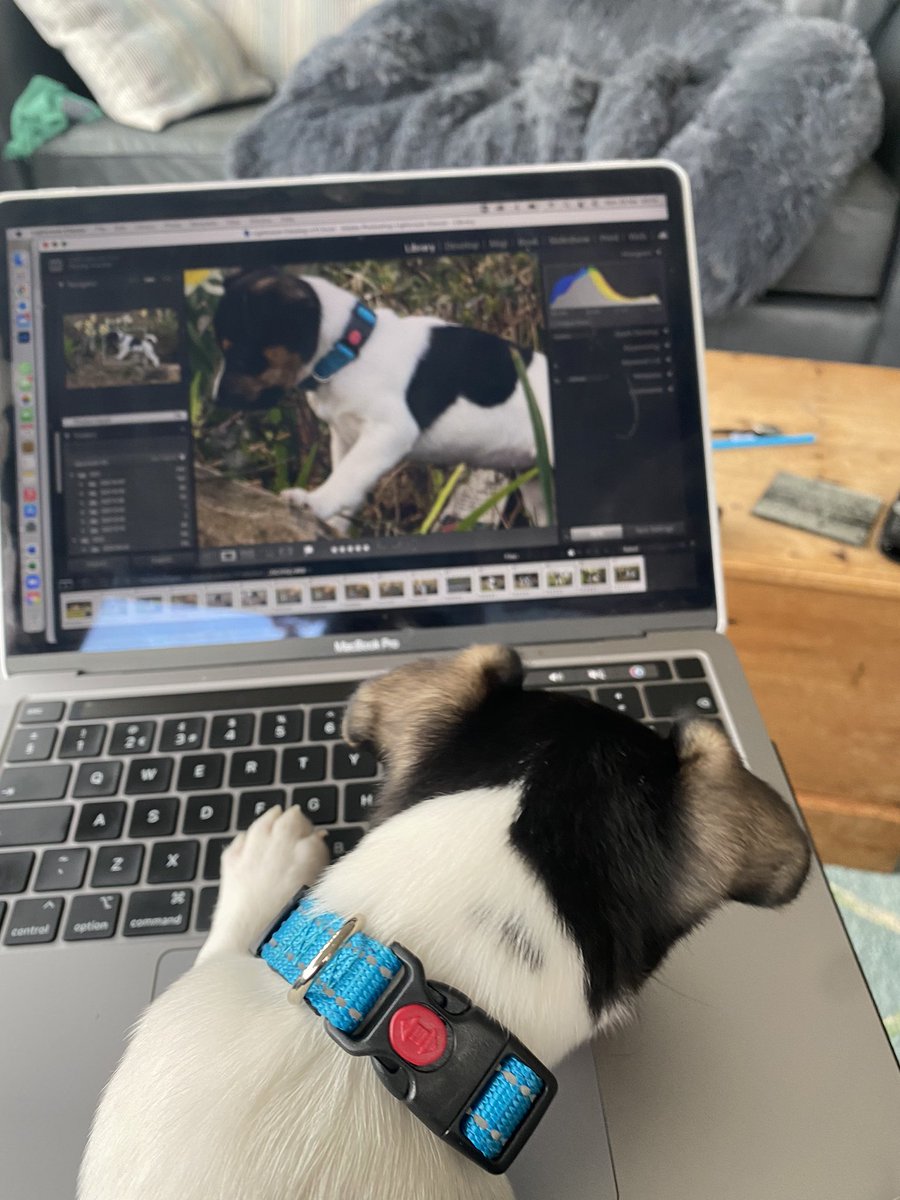Help in the office today… #puppytraining