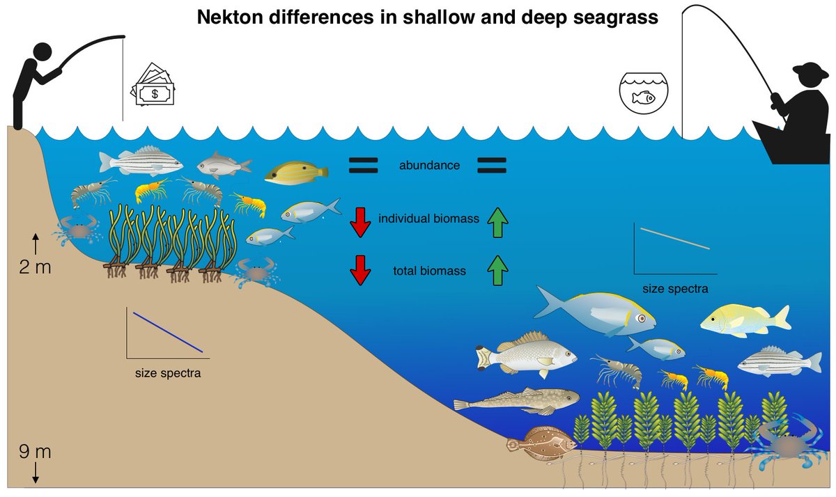 📘Editor's Choice Article "The Differential Importance of Deep and Shallow #Seagrass to Nekton Assemblages of the #GreatBarrierReef "
by Matthew A. Hayes et al.
👉mdpi.com/1424-2818/12/8…