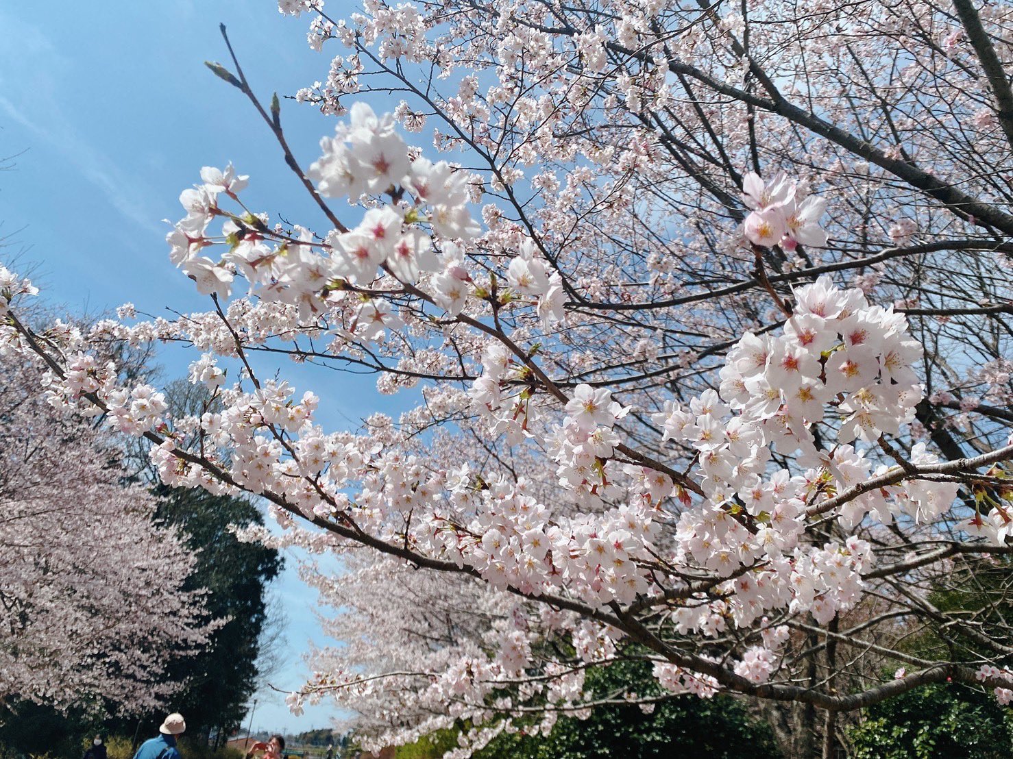 松田みなみ 近くの桜の名所 清水公園に行ってきました 満開で綺麗だった ポニー牧場ではポニーに餌やりが出来ます この子はチャキ 可愛すぎたっ 今が見頃の桜 皆さんも是非名所でお花見してみてください 癒され