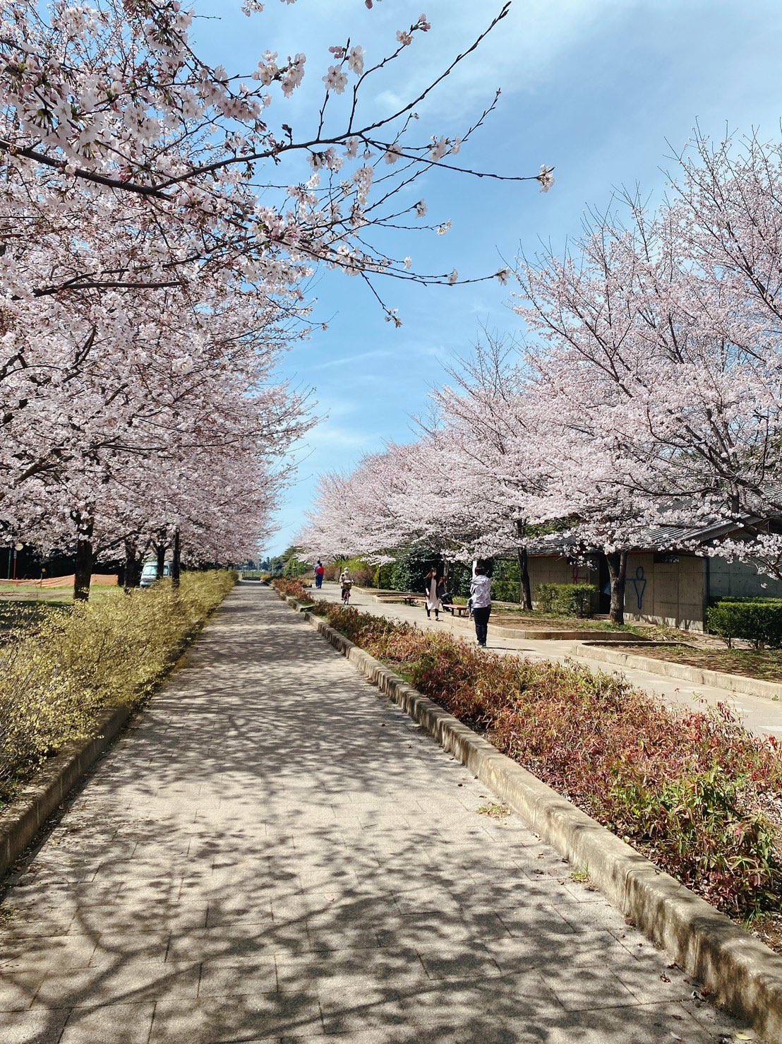 松田みなみ 近くの桜の名所 清水公園に行ってきました 満開で綺麗だった ポニー牧場ではポニーに餌やりが出来ます この子はチャキ 可愛すぎたっ 今が見頃の桜 皆さんも是非名所でお花見してみてください 癒され