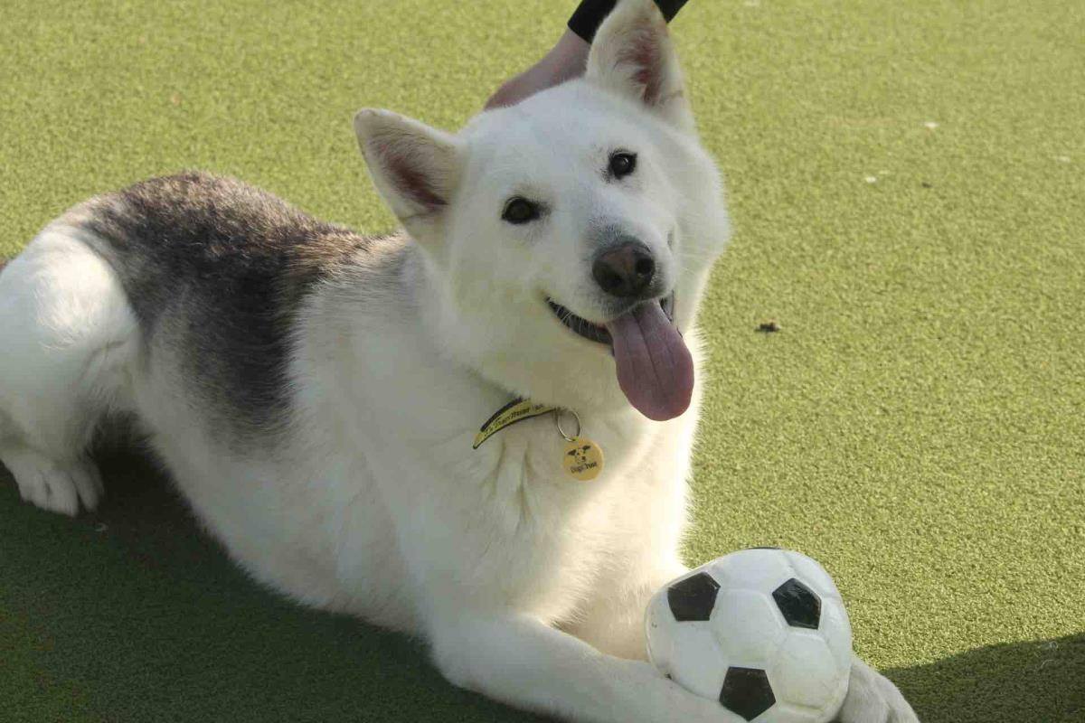 Please retweet to help Astro find a home #WORCESTERSHIRE #ENGLAND Friendly Husky aged 1-2, best as the only pet with walking pals. he can live with children aged 11+. He's god in the car and housetrained 😀❤️ DETAILS👇 dogstrust.org.uk/rehoming/dogs/… #dogs #Husky #Huskies #pets
