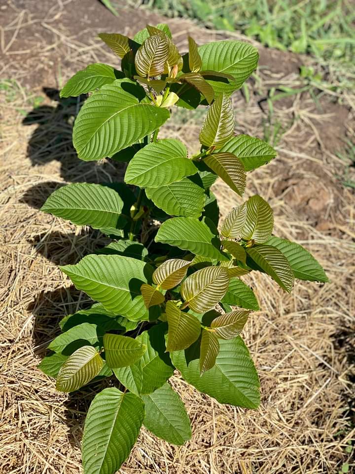 eg_kratom's tweet photo. KratomHerb https://t.co/OQnsZsO5B1