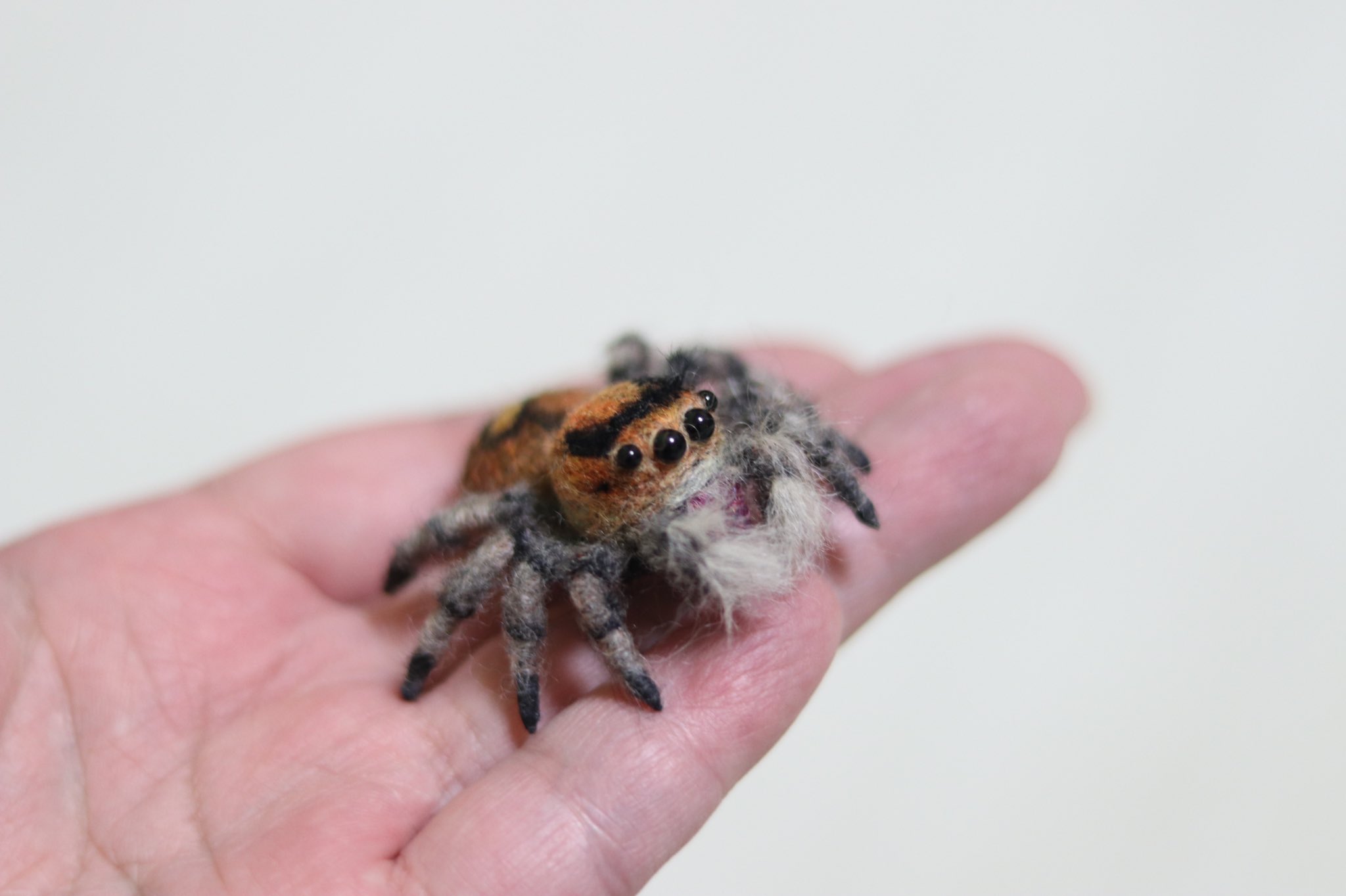 リーガルジャンピングスパイダー キューバ産 Phidippus Regius Cuba 1ペア ハエトリグモ Www Muevetec Mx リーガルジャンピングスパイダー キューバ産 Phidippus Regius Cuba 1ペア ハエトリグモ Www Muevetec Mx
