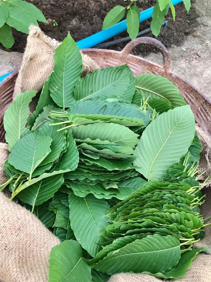 eg_kratom's tweet photo. https://t.co/Zt1alFCfS2