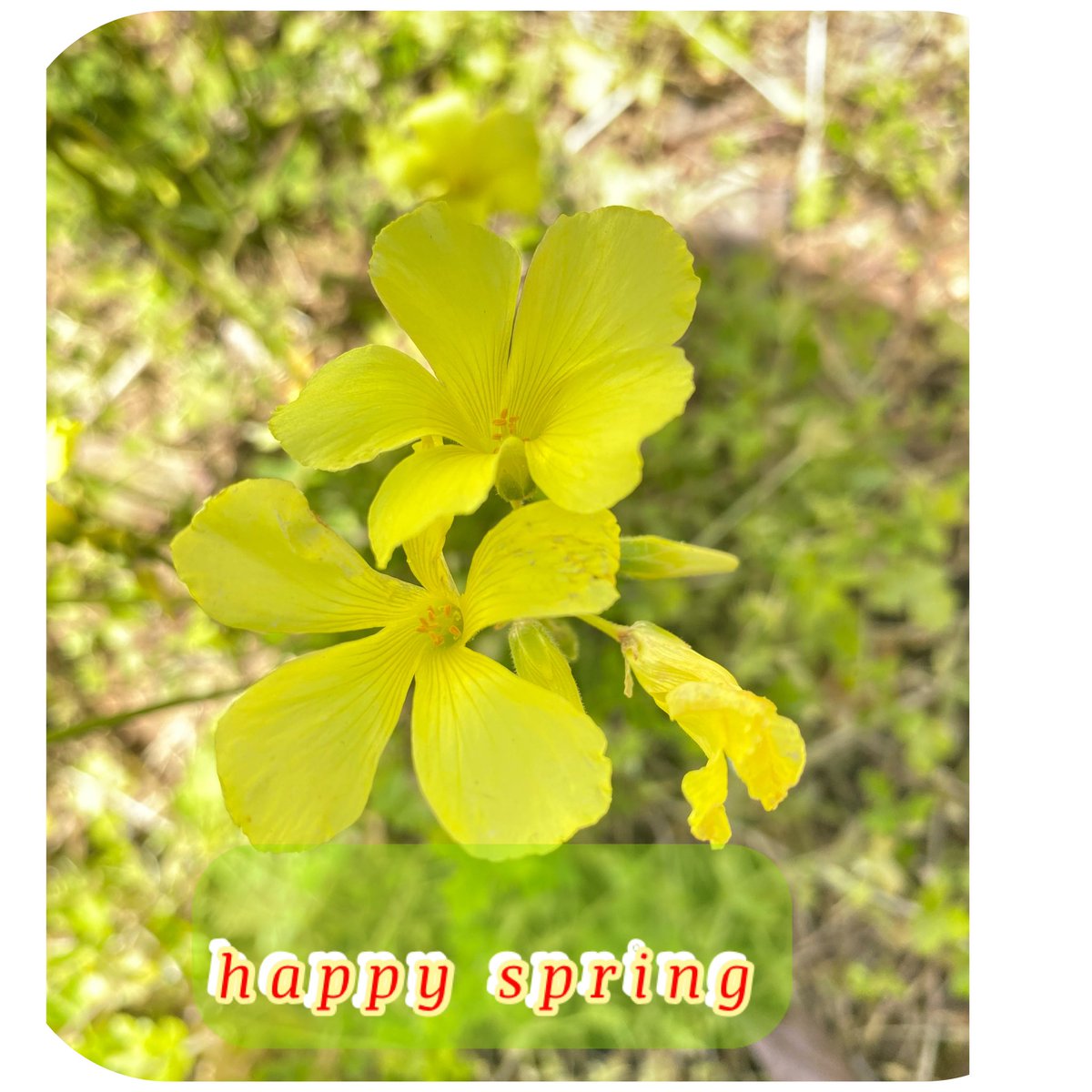 ghaliaRock's tweet photo. happy spring. It feels nice to be out between the flowers 💐.
#flowerphotography #landscapephotography #flowerphotography #outphoto #amman #jordanphoto #lifephoto https://t.co/Ku2EHavz7M