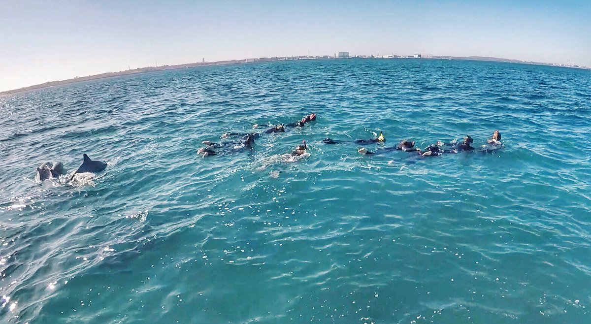 TuruhiCommunity's tweet photo. Swimming in the great wide ocean with wild Dolphins is a dream most travelers have. In Rockingham in Perth, this is a reality.
#perth #australia #swimwithdolphin https://t.co/Wnm5jcbtsk