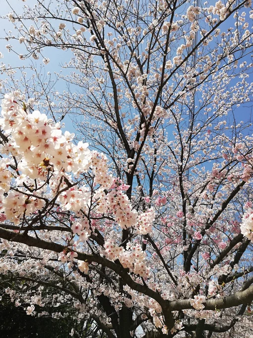近所でもけっこう桜咲いてきたのでお花見散歩した 