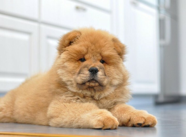 DogNeedsBest's tweet photo. Life is short, so yeah, I spoil my dog.
#dogs #dogsofinstagram #doglover #chowchow #cutedogs #instadog #instapet #DogNeedsBest https://t.co/l3KpKua1Qx