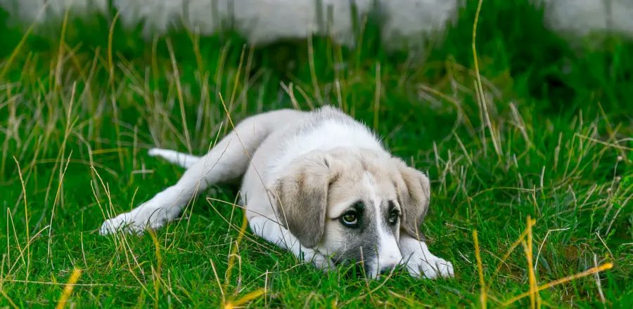 soilutions's tweet photo. A cautionary tale (or should that be 'tail'?!) of how 'spending a penny' can cost an awful lot more.
https://t.co/vKCRr7yuMo
#oilspill #soilutions #dog https://t.co/OZMXO96smh
