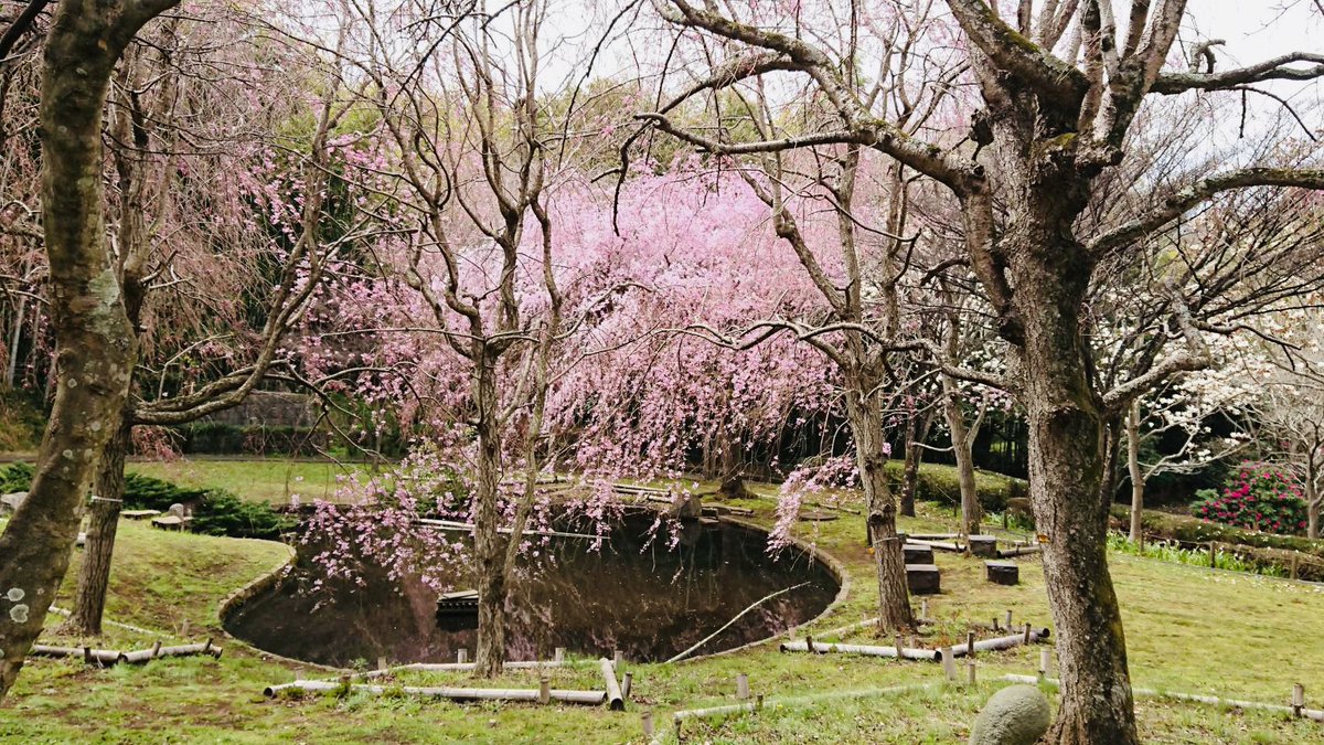 wyvuzQ7CeTdsDC8's tweet photo. 真鶴のお花見スポット
『荒井城址公園』
に行って来ました
#真鶴しだれ桜
#荒井城址公園
桜🌸が見頃を迎えつつあります
桜以外にもしゃくなげ・木蓮の花も💐
小さな公園ですが、見ごたえがあります！ https://t.co/MNTc1uxQgK