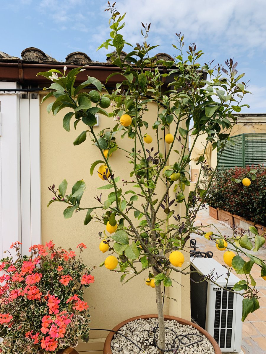 Mark Lowen tweet media