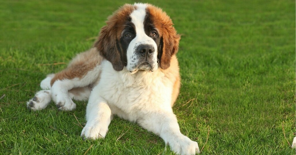 debbie_grice's tweet photo. Hope you have a pawsome day.
#dogs #dogsofinstagram #doglover #saintbernard #cutedogs #instadog #instapet #DogNeedsBest https://t.co/LTDBrwKoQz