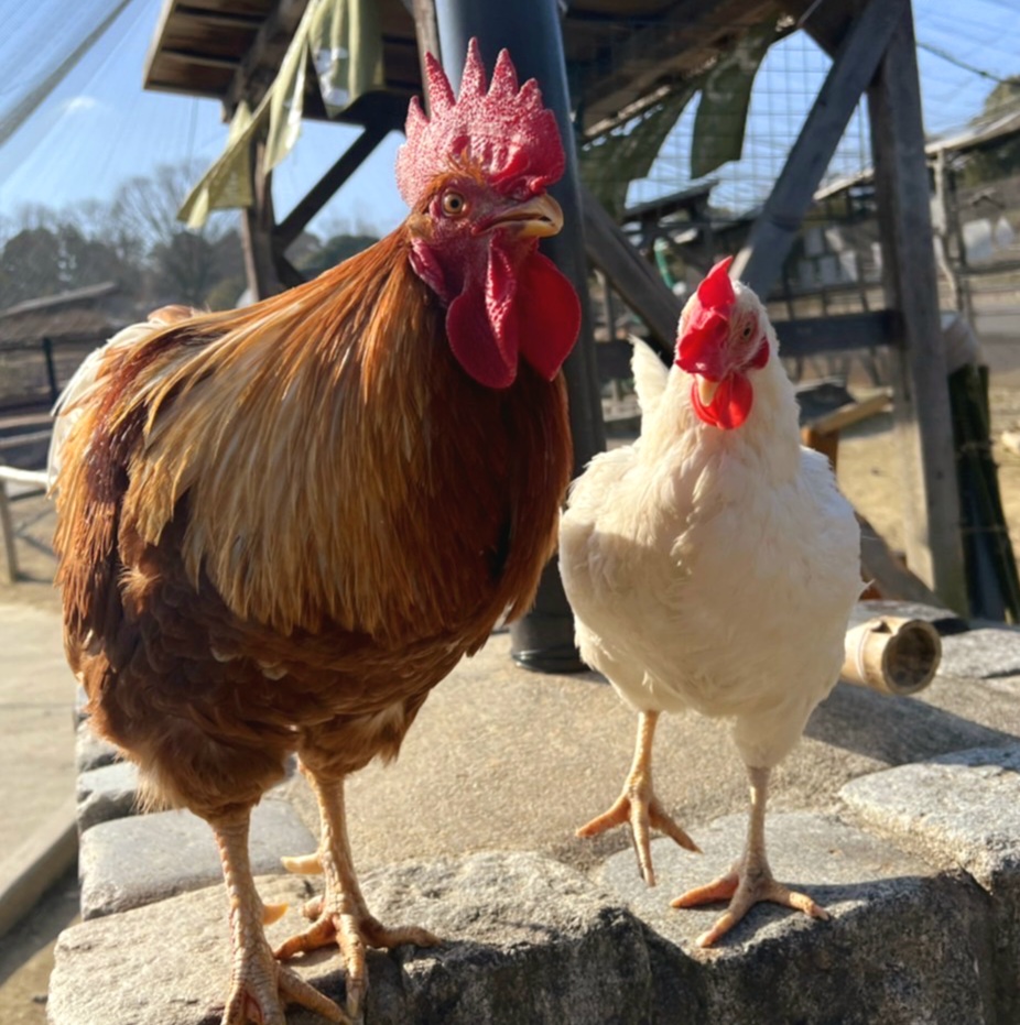 ニワトリの エリナとジョナサン こんなに大きくなりました🐔♡ こんなに小さくてふわふわだったひよこちゃん🐥🐥 とっても立派なトサカがかっこいい✨