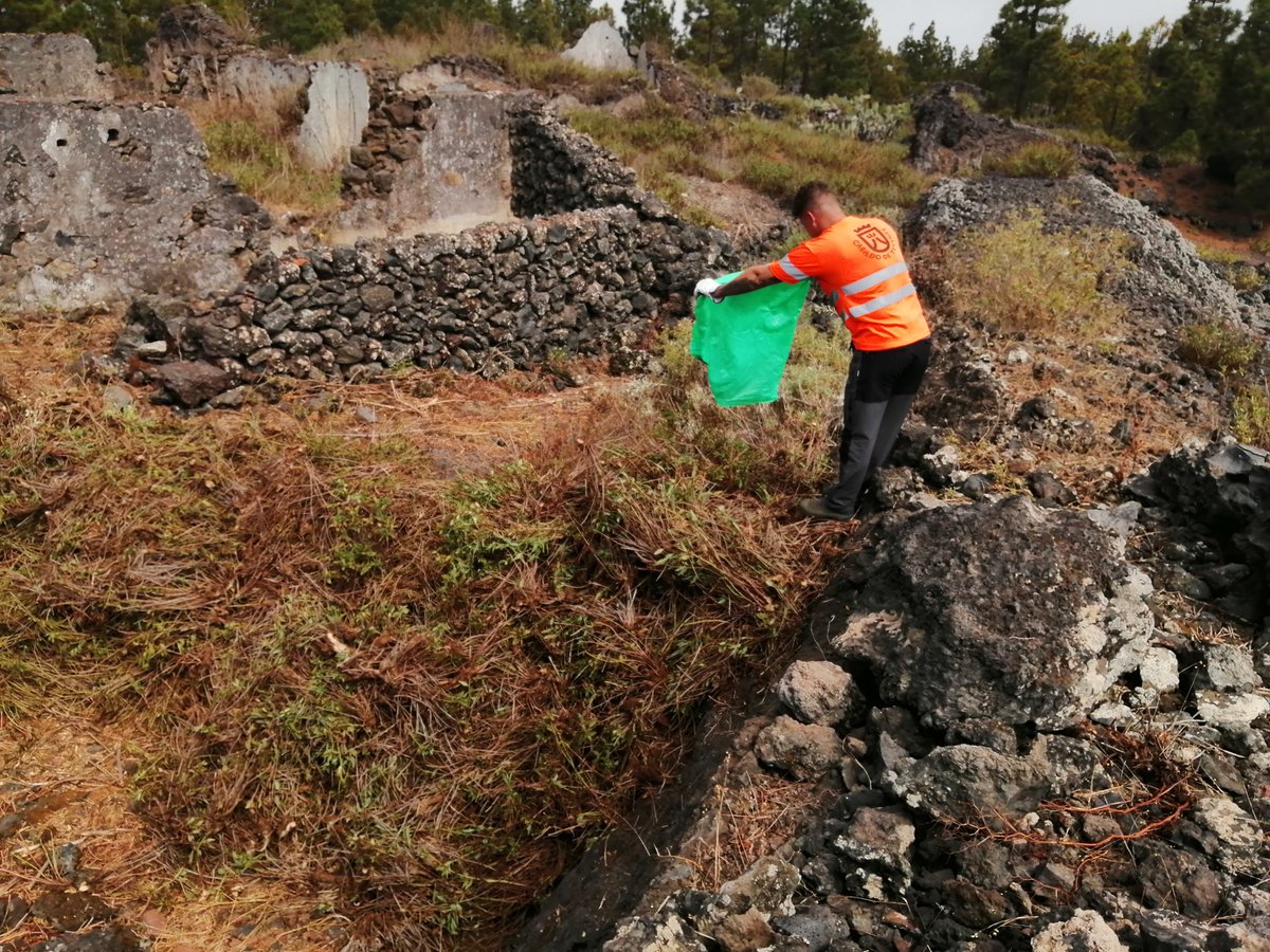 #Tenerife | 📌 En el proceso de eliminación de 𝒞𝑒𝓃𝓉𝓇𝒶𝓃𝓉𝒽𝓊𝓈 𝓇𝓊𝒷𝑒𝓇 (hierba de San Jorge), una de las #EspeciesExóticasInvasoras, de la Reserva Natural del Chinyero se genera un importante volumen de material vegetal.