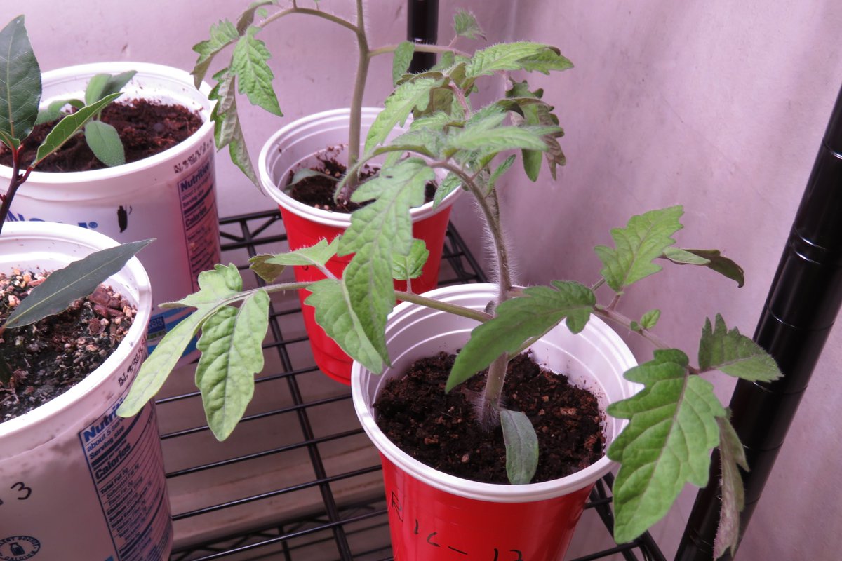 BlueCrowWoman1's tweet photo. Grown from 12 year old #seeds!! So far, every seed has sprouted successfully. These are deep wine red thru the main globe and body with a bright green shoulder at the top  and so sweet! #Tomatoes #GardeningTwitter  #ContainerGarden #vegetables  #Homesteading https://t.co/6y1ZeLGt4h