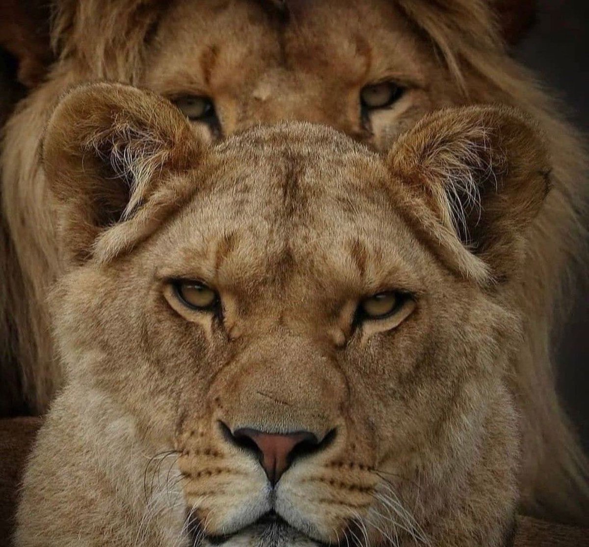 LegendaryLisa's tweet image. Thank you Will!