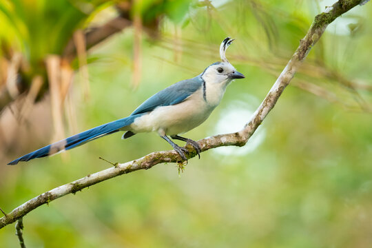 Earth's Natural Beauty - each day sharing a reminder of the miracle of our planet 

White Throated Magpie-Jay - Nicaragua