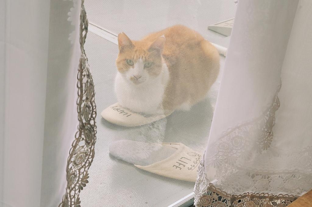 важно: кот в тапке.