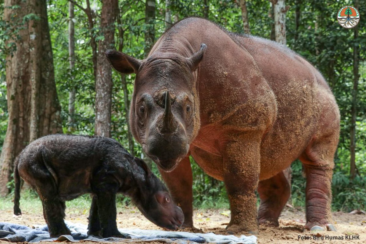 Hari Kamis, 24 Maret 2022 telah lahir satu badak sumatera betina di Sumatran Rhino Sanctuary (SRS) TN Way Kambas.

Kabar gembira utk konservasi badak sumatera yang menurut analisis populasi tahun 2016 diperkirakan populasinya tidak lebih dari 100 ekor.