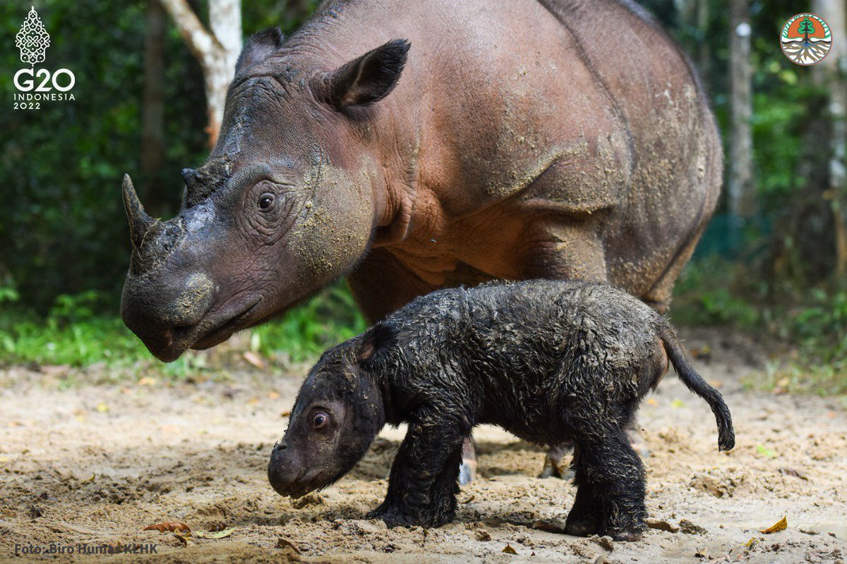 indiratendi's tweet photo. Hari Kamis, 24 Maret 2022 telah lahir satu badak sumatera betina di Sumatran Rhino Sanctuary (SRS) TN Way Kambas.

Kabar gembira utk konservasi badak sumatera yang menurut analisis populasi tahun 2016 diperkirakan populasinya tidak lebih dari 100 ekor. https://t.co/dS5JIdoIVz